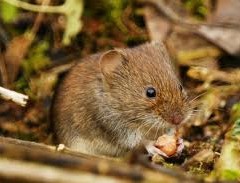 Flora and fauna – the field vole