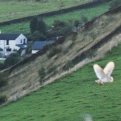 Flora and fauna – Barn Owls