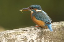 Flora and fauna – female Kingfisher