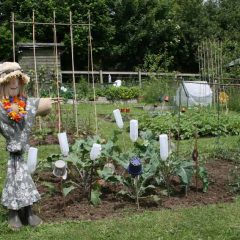 Hague Bar Allotments Open Day July 16th