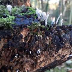 Flora and Fauna – fungus