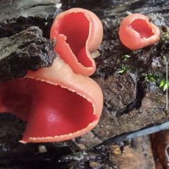 Flora and fauna – the Scarlet Elf cup